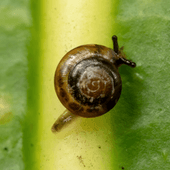A baby Campbell’s keeled glass snail with a brown shell sitting on a huge green leaf